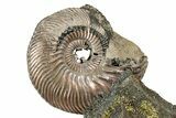Iridescent, Pyritized Ammonite (Quenstedticeras) Fossil Display #344279-1
